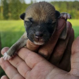 Girl1 - Red female Shiba Inu puppy in Leesville, Louisiana from Fountains Courageous