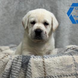 Blue collar male - Yellow male Labrador Retriever puppy in Beaverdam, Virginia from Riverside Sunset Labrador Retrievers