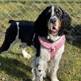 Finn - English Springer Spaniel