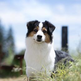 Australian Shepherd puppies from Storybrooke Australian Shepherds