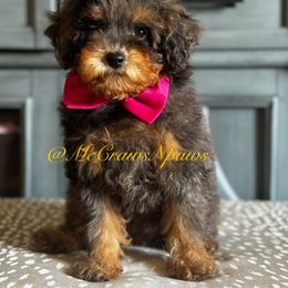 Cavapoo, Maltipoo, and Poodle Puppies from McCraws N Paws