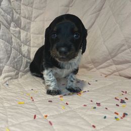 Oreo Cookies and Cream - Piebald male Dachshund puppy in Henry, Virginia from Dumbledore's AKC Mini Dachshunds