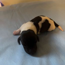 Black licorice - Piebald female Dachshund puppy in Great Falls, Montana from Dawn's designerDachshunds