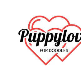Cavapoos from Puppylove for Doodles