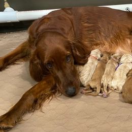 Irish Doodle and Labradoodle Puppies from Bipsi's Doodles