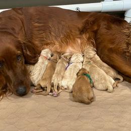 Irish Doodle and Labradoodle Puppies from Bipsi's Doodles