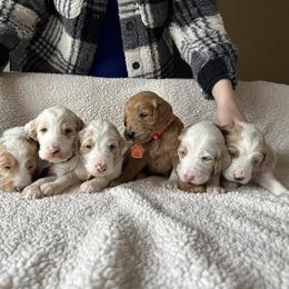 Goldendoodle Puppies from Valentine Kennels