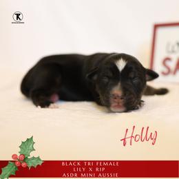 Holly- Black Tri Minimal White - Black tri female Miniature Australian Shepherd puppy in Nacogdoches, Texas from TK Standard, Mini, & Toy Aussies