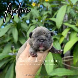 Aedion Ashryver - Blue male French Bulldog puppy in Loxahatchee, Florida from Blue Wonder Frenchies