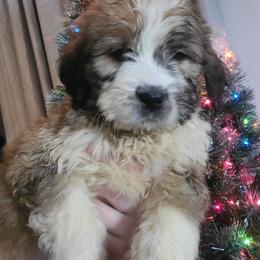 Saint Berdoodle and Saint Bernard Puppies from PNW Saint Berdoodles