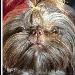 Amore’ - Shih Tzu