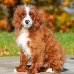 Sarge (socialization program grad) - Red male Bernedoodle puppy in Dundee, Ohio from Down Home Doodle