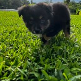 Jett - Black tri male Toy Australian Shepherd puppy in Jacksonville, Florida from The Stanley's Little Aussies