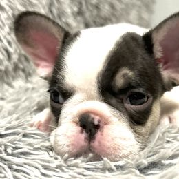 French Bulldog Puppies from Jenny Lorton