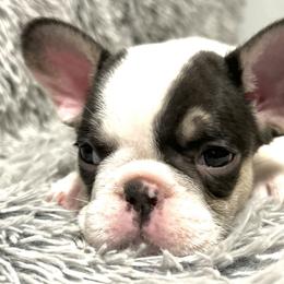 French Bulldog Puppies from Jenny Lorton