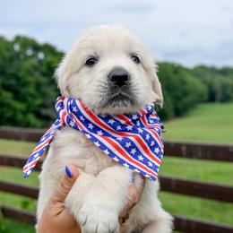 Adams - Light golden male Golden Retriever puppy in Fair Play, South Carolina from Down South Goldens