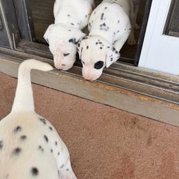 Patches - White and black female Dalmatian puppy in Mesa, Arizona from Lauren's Dalmatians