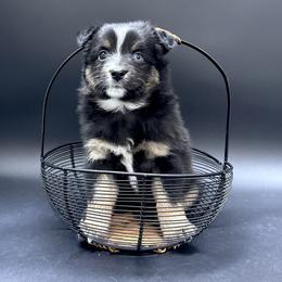 Mercedes - Black tri female Miniature Australian Shepherd puppy in Covington, Pennsylvania from Rigas Mini Aussies LLC