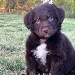 Newt - Red tri-color male Australian Shepherd puppy in Amarillo, Texas from 6J Aussies Australian Shepherds