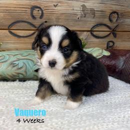 Vaquero - Black tri female Miniature Australian Shepherd puppy in El Dorado Springs, Missouri from OR Aussies