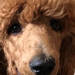 Breezy - Poodle
