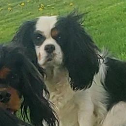 Midge - Cavalier King Charles Spaniel