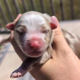 Bryce - Red merle male Miniature American Shepherd puppy in Harrisonville, Missouri from Trailside Mini Aussies
