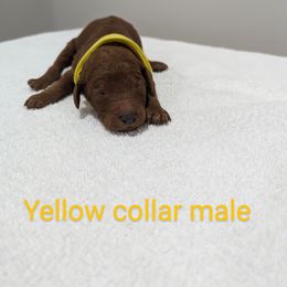 Boy 2 - Red  Poodle puppy in Gastonia, North Carolina from Singer Standards
