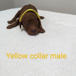 Boy 2 - Red  Poodle puppy in Gastonia, North Carolina from Singer Standards