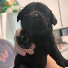 No collar girl - Black female Labrador Retriever puppy in Menifee, California from The Golden Leash Kennels