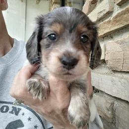 Dachshund Puppies from Pure Joy Dachshunds