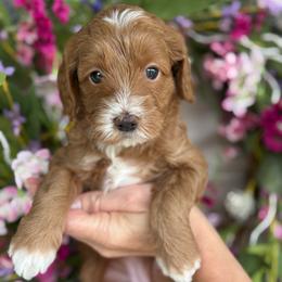 Brenda - Red  female Goldendoodle puppy in Yuciapa, California from AlltheDoodlez_