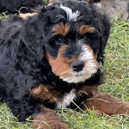 Bernedoodle Puppies from Land of Oz Doodles