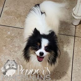 Kru - Pomeranian