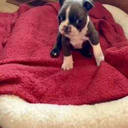 Boston Terriers from Smith Sister Kennels