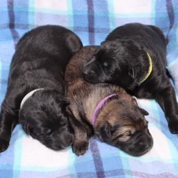 2nd Pick female - Sable female German Shepherd puppy in Elkmont, Alabama from Oakmont Shepherds