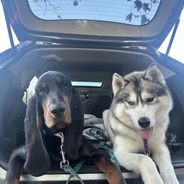 Siberian Husky All Grown Up from Twilights Kennel