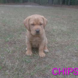 Chips - Yellow female Labrador Retriever puppy in Prince George, Virginia from Kingdom Kenelz Labradors