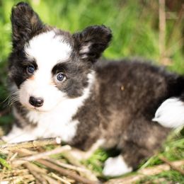 Cardigan Welsh Corgi and Pembroke Welsh Corgi Puppies from High Hopes Farm
