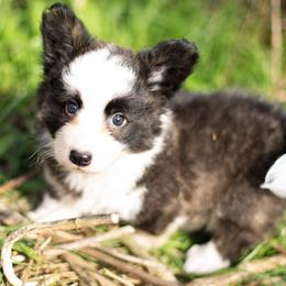 Cardigan Welsh Corgi and Pembroke Welsh Corgi Puppies from High Hopes Farm