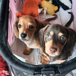 Dachshund Puppies from Redeemer's Dachshunds
