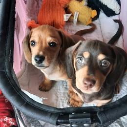 Dachshund Puppies from Redeemer's Dachshunds