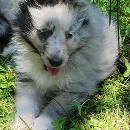 Lucy - Blue merle and white female Shetland Sheepdog puppy in Weedsport, New York from M&M Shelties and Smooch-A-Bulls English Bulldogs