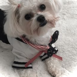Maltese Puppies from The Royal Furbabies