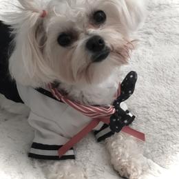 Maltese Puppies from The Royal Furbabies