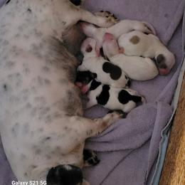 Dachshund Puppies from Weenies on the Lake