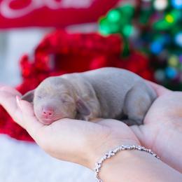 Halo - Chocolate and tan female Dachshund puppy in Fort Myers, Florida from Blossom Paws