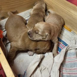 6th pick male - Dark golden male Golden Retriever puppy in Forest Lake, Minnesota from Northern Lights Goldens