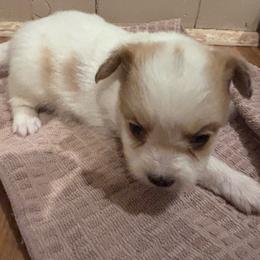 Christian - White and lemon male Papillon puppy in Spartanburg, South Carolina from Sassy Pap Farms