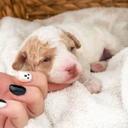 Spice - Parti female Poodle puppy in Chapel Hill, North Carolina from Cyndi’s Poodles
